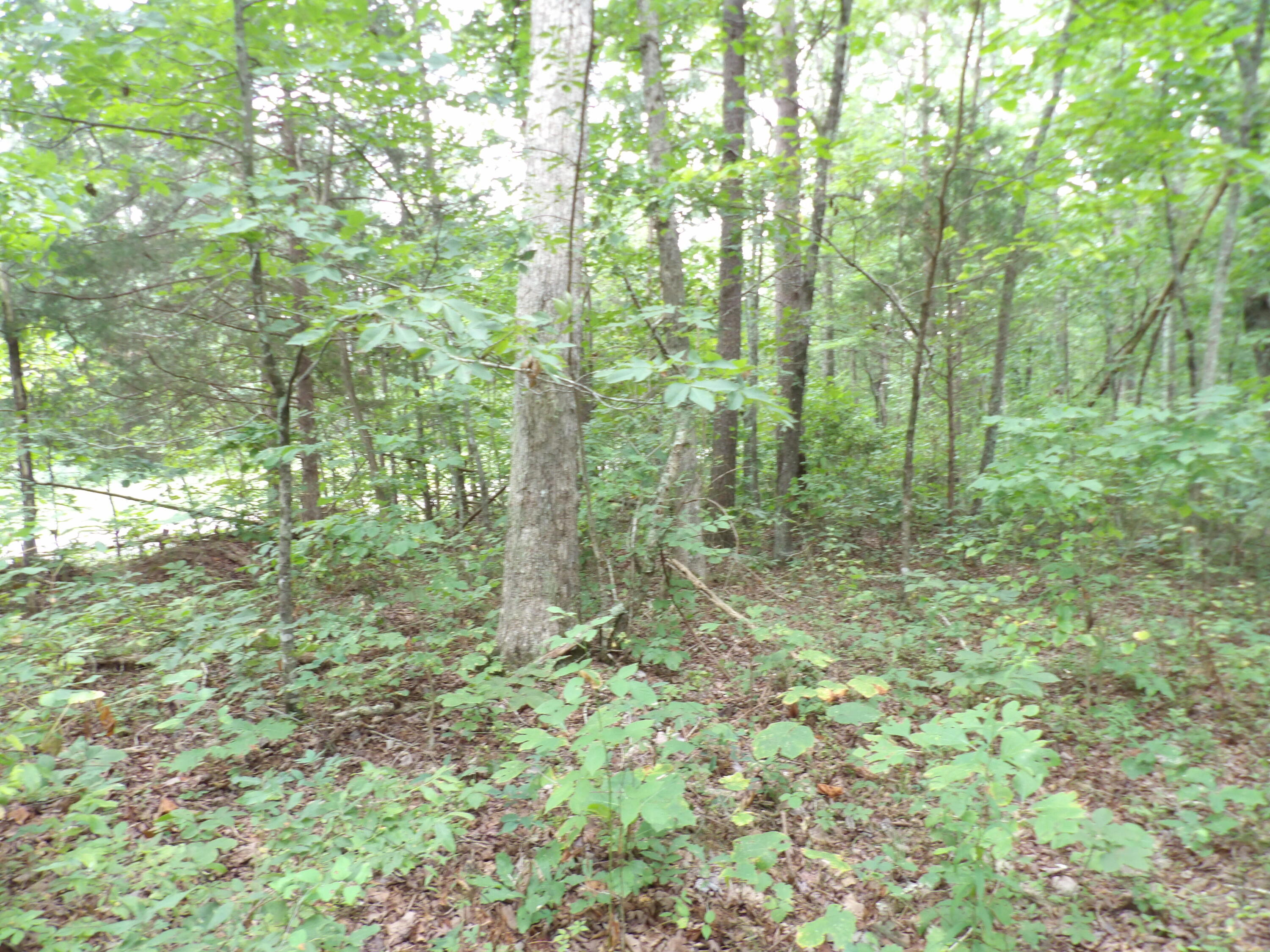 2 Porch Rock Road Pikeville, TN 37367 - Photo 10 of 18 100_0640