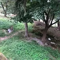 a view of a forest that has a tree