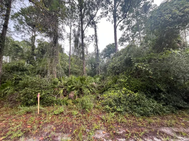 a view of a forest with trees