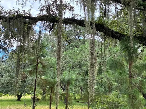 a view of a plant in a garden