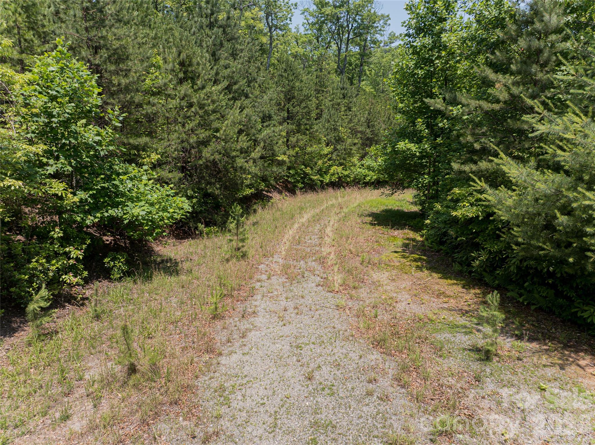 1000 Sutton Creek Road Pisgah Forest, NC 28768 - Photo 23 of 30 a view of a yard with plants and tree