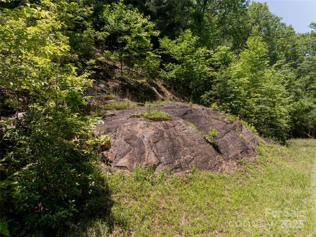 a view of a garden with a tree