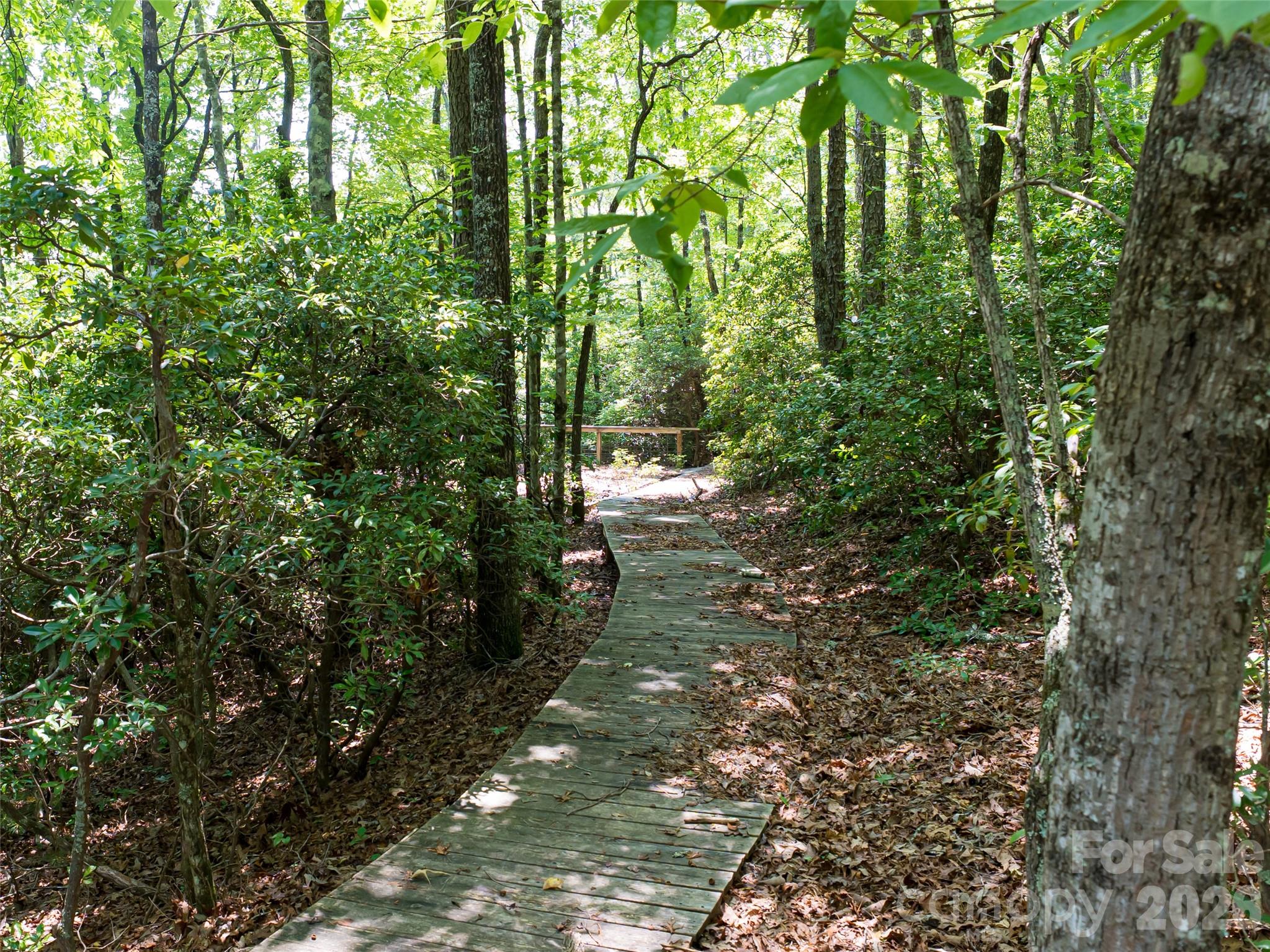 1000 Sutton Creek Road Pisgah Forest, NC 28768 - Photo 5 of 30 a view of a forest with trees in the background