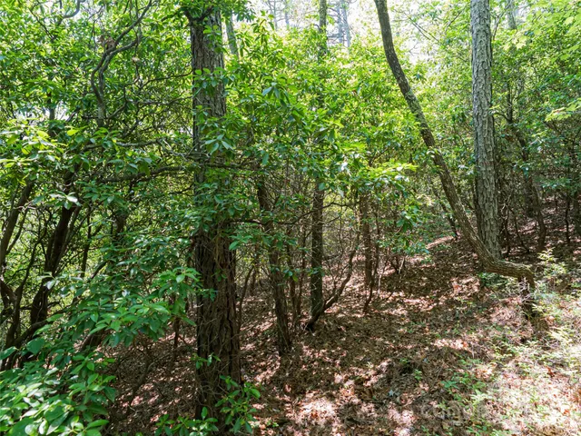 a view of a lush green forest