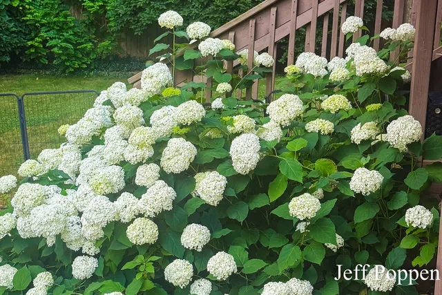 $489,000 | 5382 Pinnacle Drive Southwest, Wyoming, MI 49519