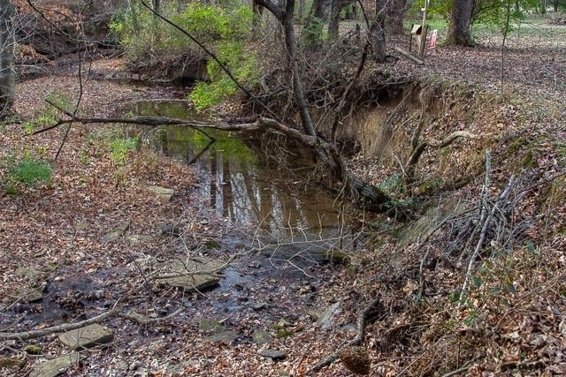a view of a trees in a yard