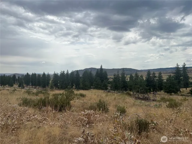 a view of a dry yard with trees