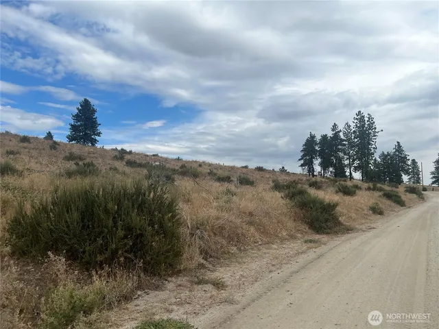a view of a dry yard with trees