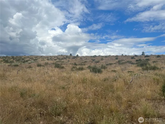 a view of a dry yard with trees