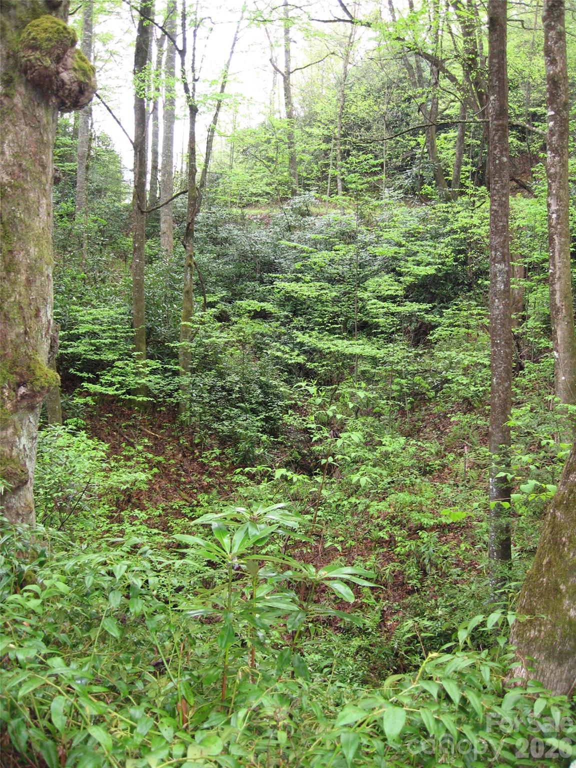 313 Line Runner Ridge Road Brevard, NC 28712 - Photo 12 of 33