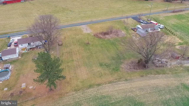 a view of a painting of a tree