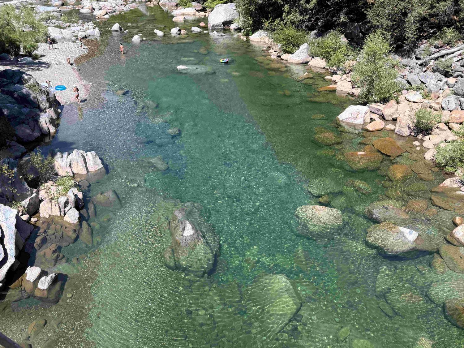 a close up of a white flower in a garden