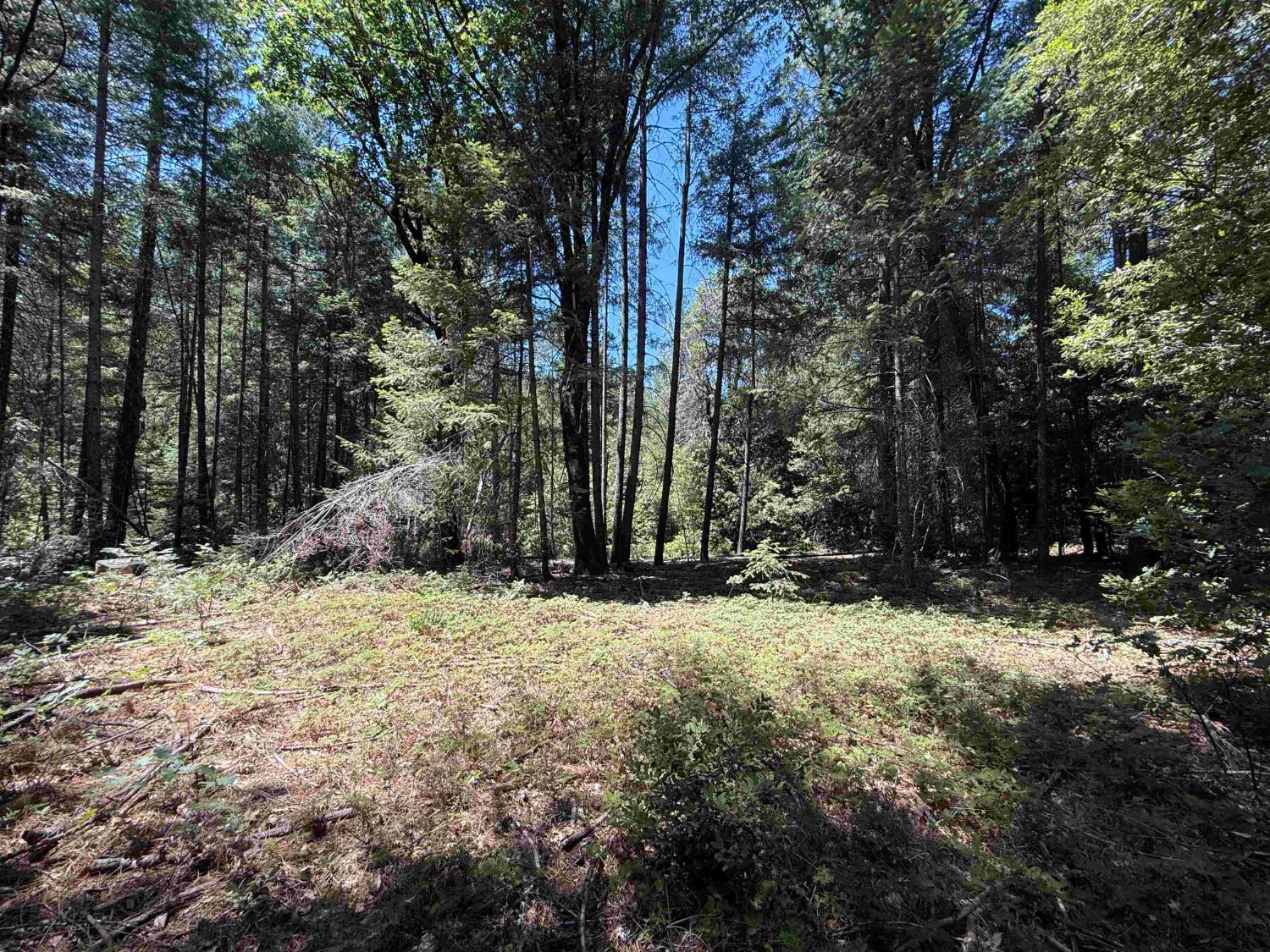 22729 Tyler Foote Crossing Road Nevada City, CA 95959 - Photo 17 of 26 a backyard of a house with a large tree