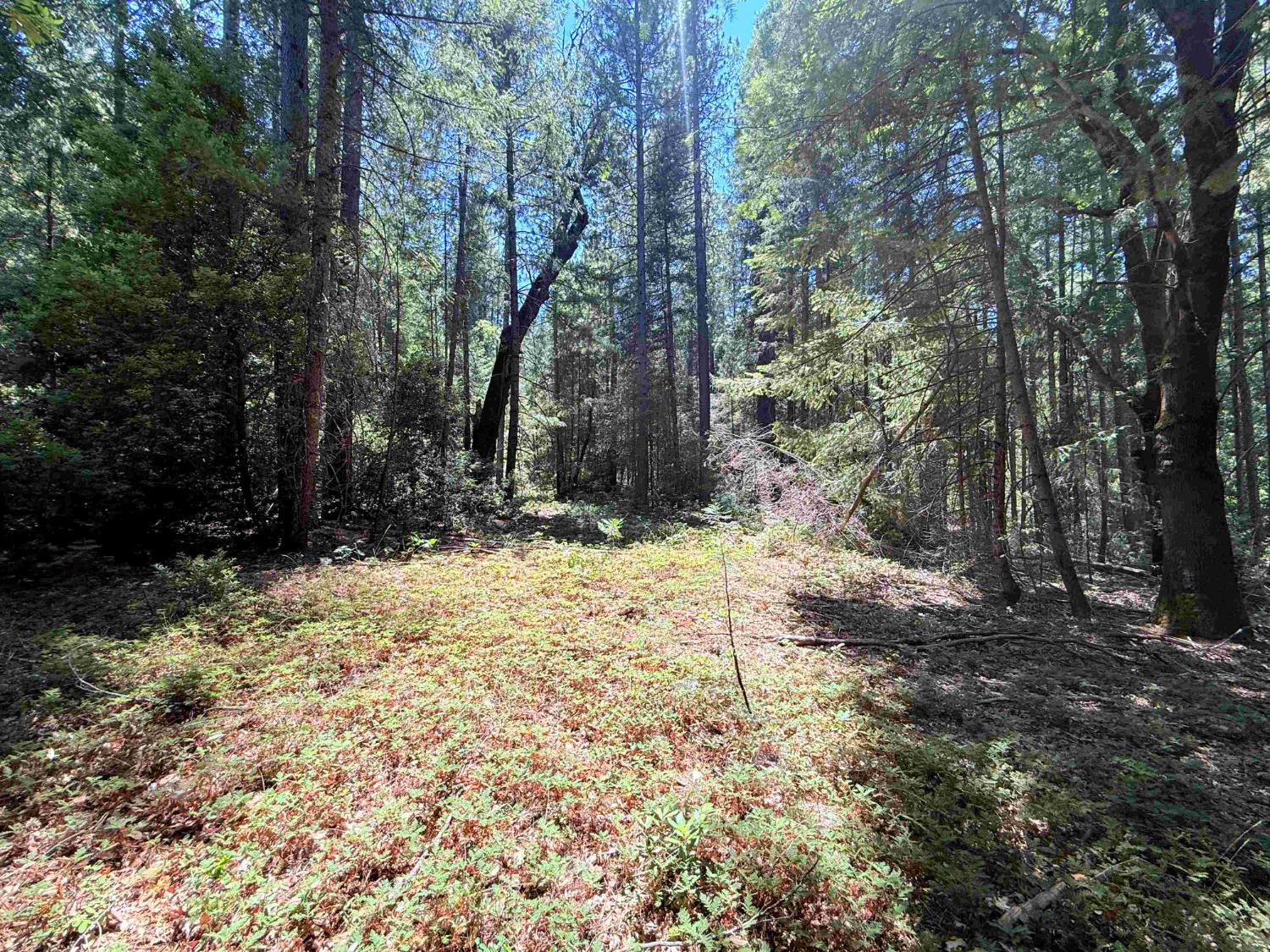 22729 Tyler Foote Crossing Road Nevada City, CA 95959 - Photo 18 of 26 a view of a yard with trees
