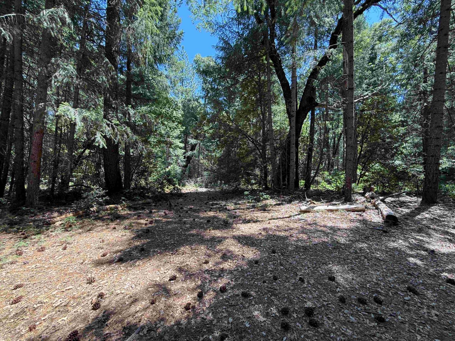 22729 Tyler Foote Crossing Road Nevada City, CA 95959 - Photo 4 of 26 a view of outdoor space with trees