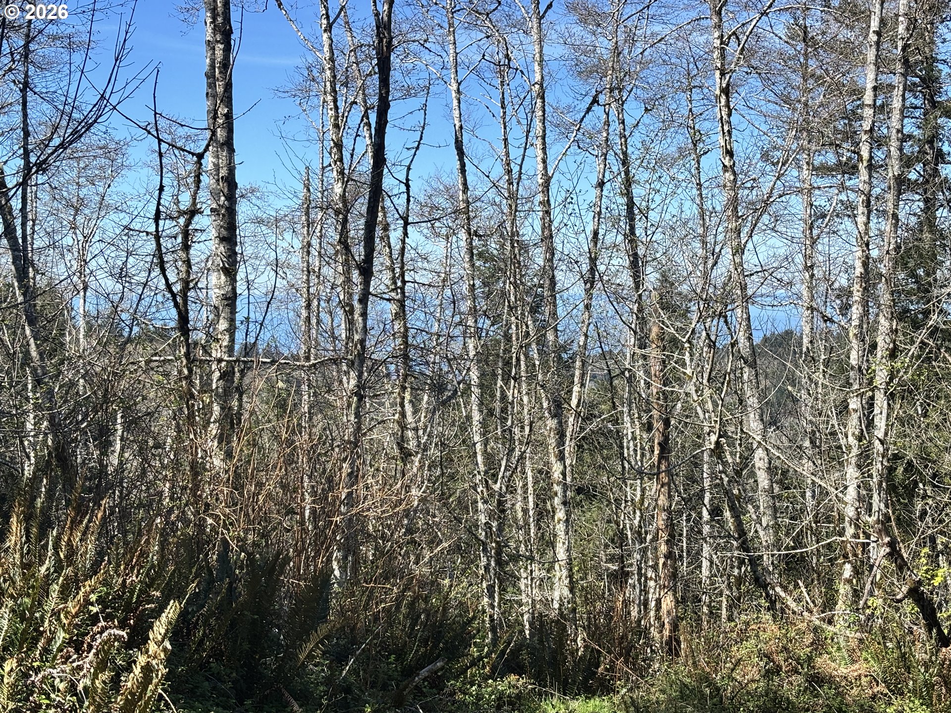 96475 Cape Ferrelo Road Brookings, OR 97415 - Photo 17 of 30 a view of forest