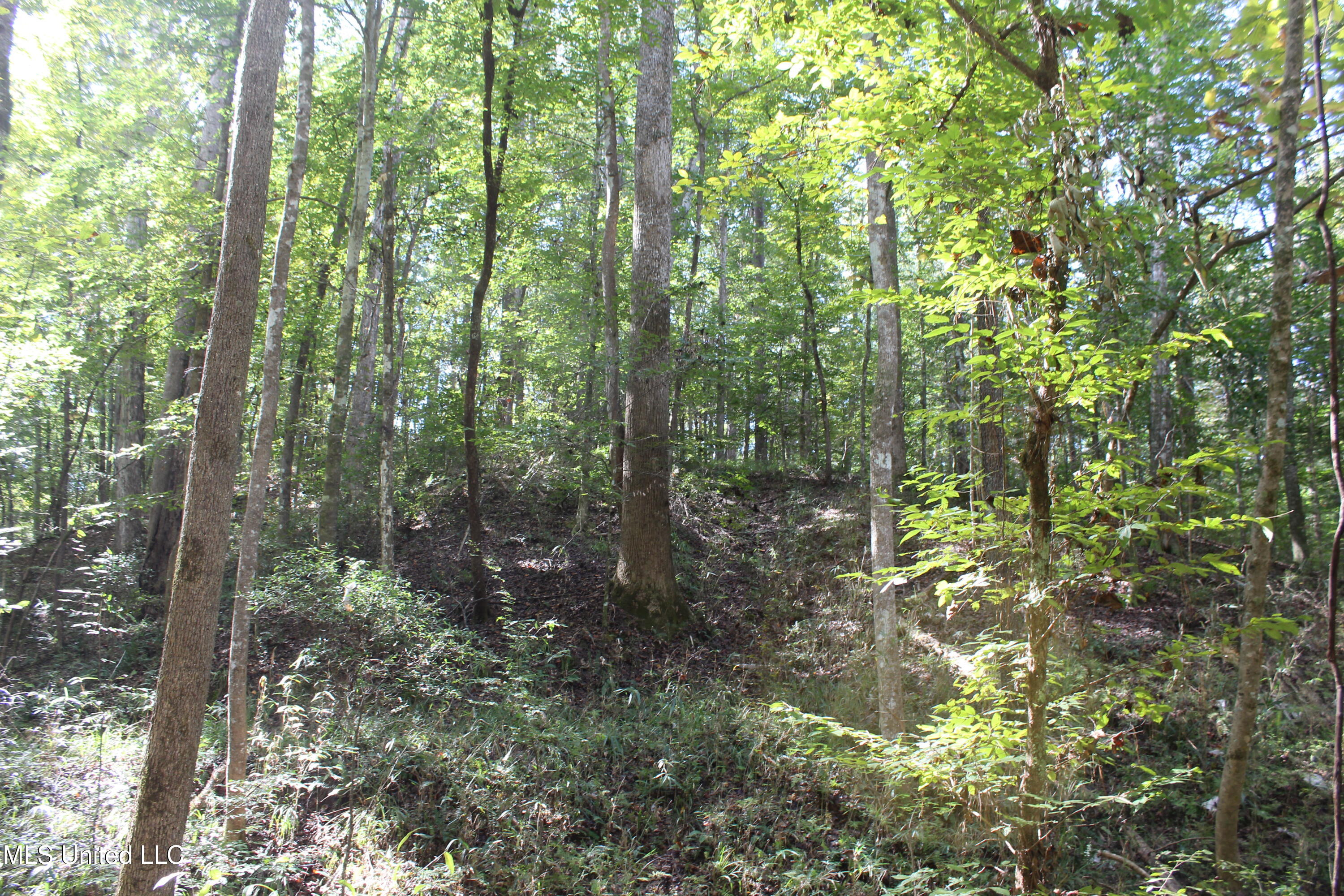 Tbd Fox Road Gloster, MS 39638 - Photo 18 of 20 40 ac Fox Rd Amite County ground photos