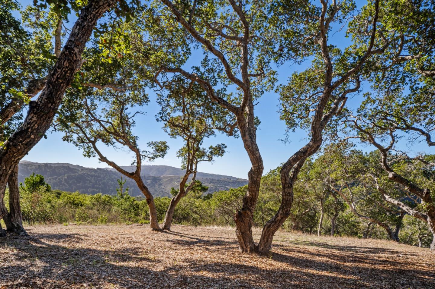 9 Corral Run Carmel, CA 93923 - Photo 10 of 19