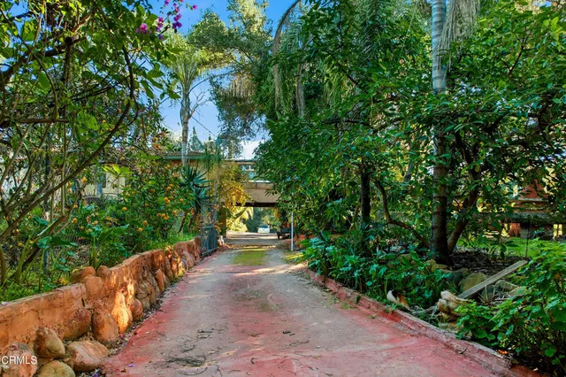 a view of a backyard with plants and large tree