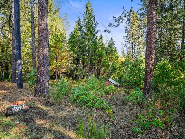 a view of a forest with large trees