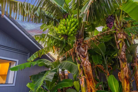 a view of a backyard with plants and a garden