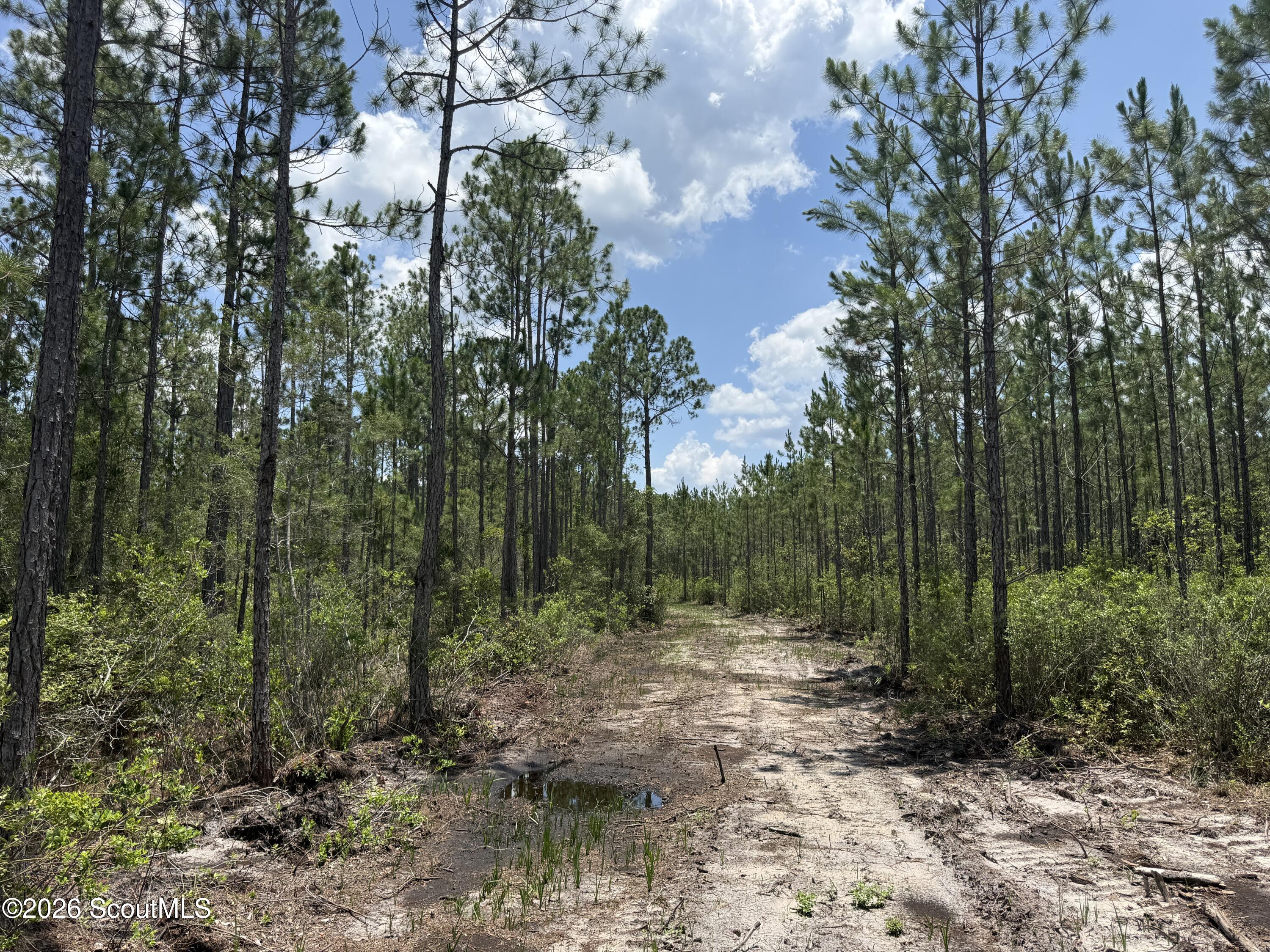 Lot 6 Corbitt Road, Unit LOT 6 Manor, GA 31550 - Photo 5 of 15 IMG_8018