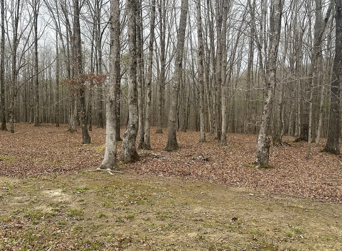 145 Eaglet Road Summertown, TN 38483 - Photo 5 of 20 Gallery Image 5