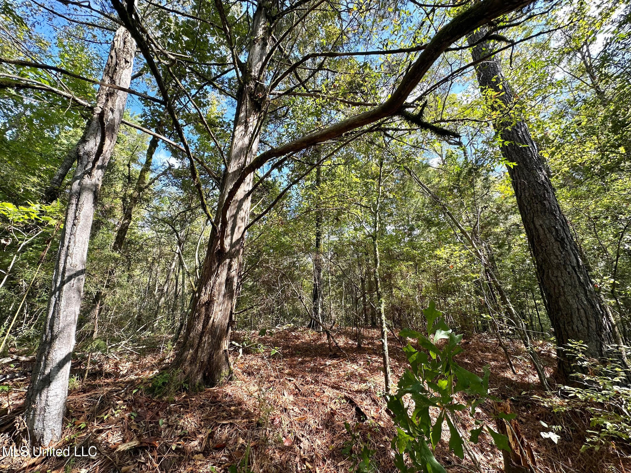 1923 County Road 4001 Goodman, MS 39079 - Photo 13 of 28 13