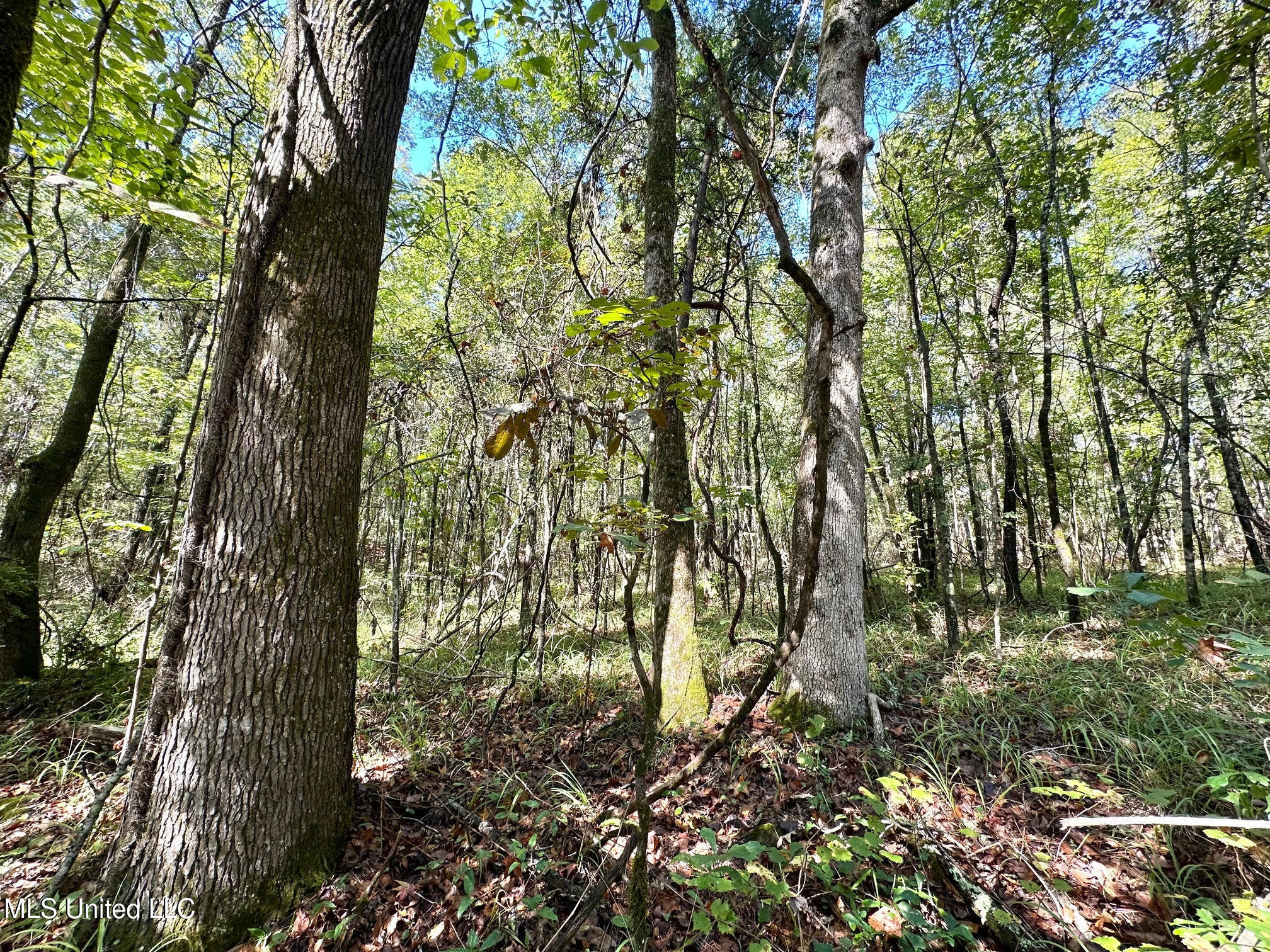 1923 County Road 4001 Goodman, MS 39079 - Photo 16 of 28 16