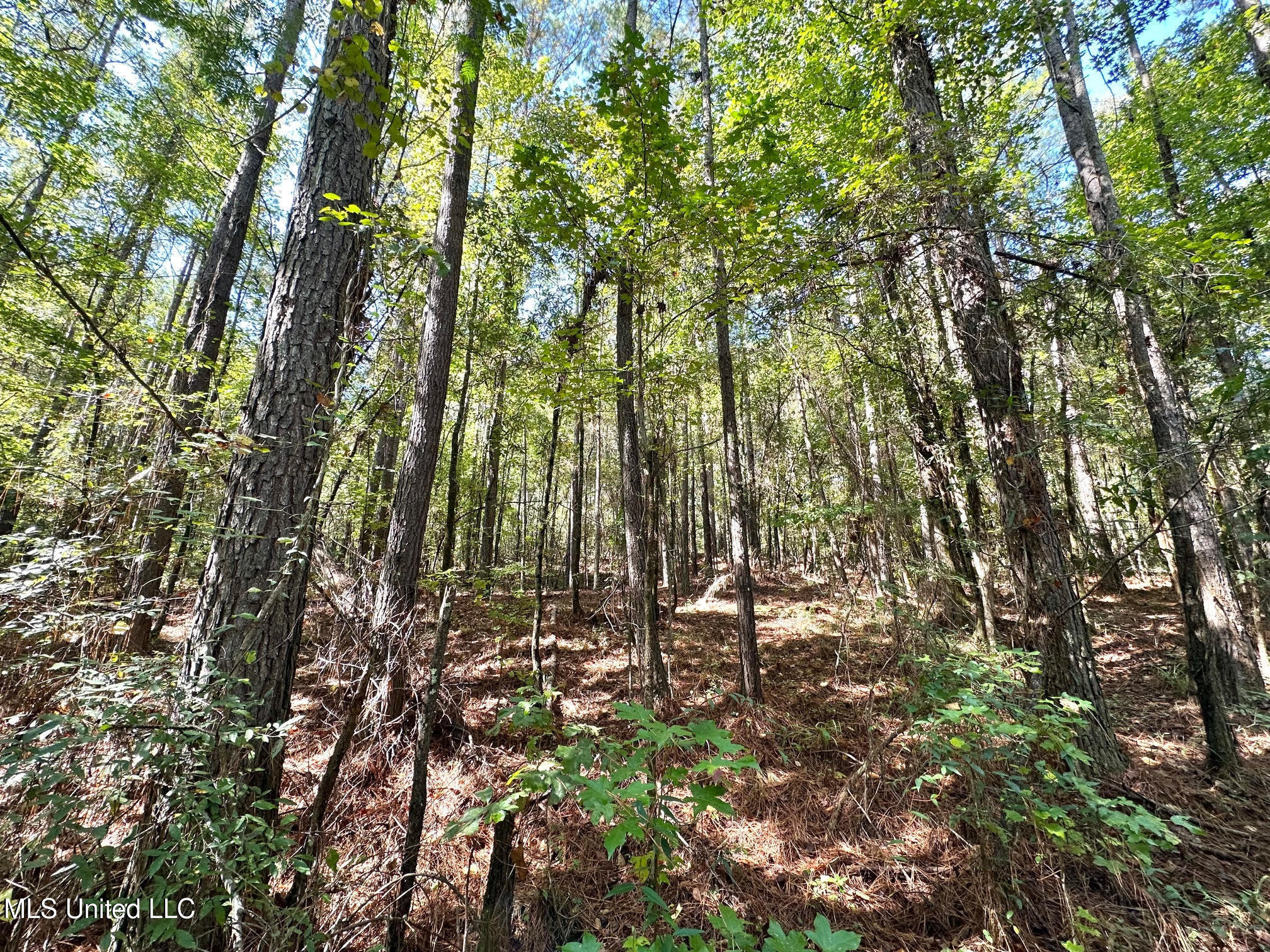1923 County Road 4001 Goodman, MS 39079 - Photo 17 of 28 17