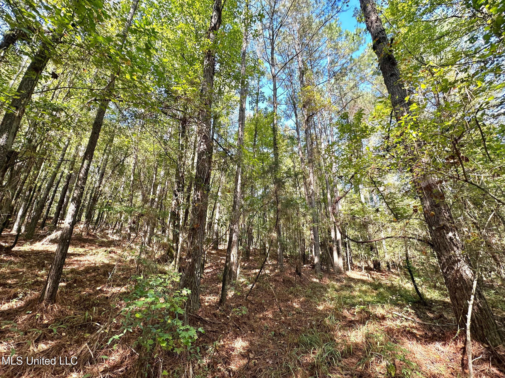 1923 County Road 4001 Goodman, MS 39079 - Photo 18 of 28 18