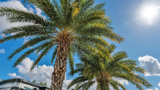 a view of a palm tree with garden