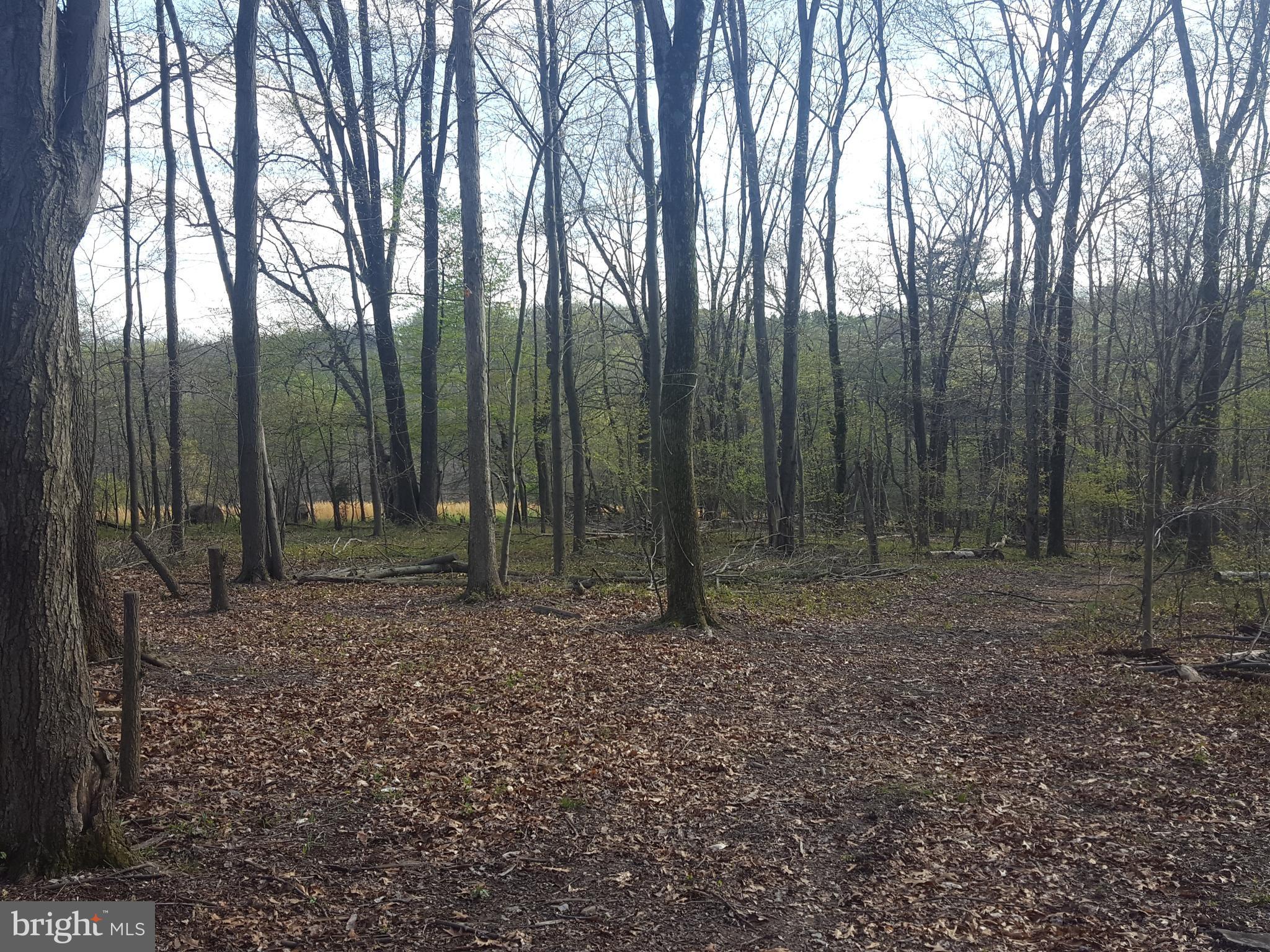 view from home site looking south