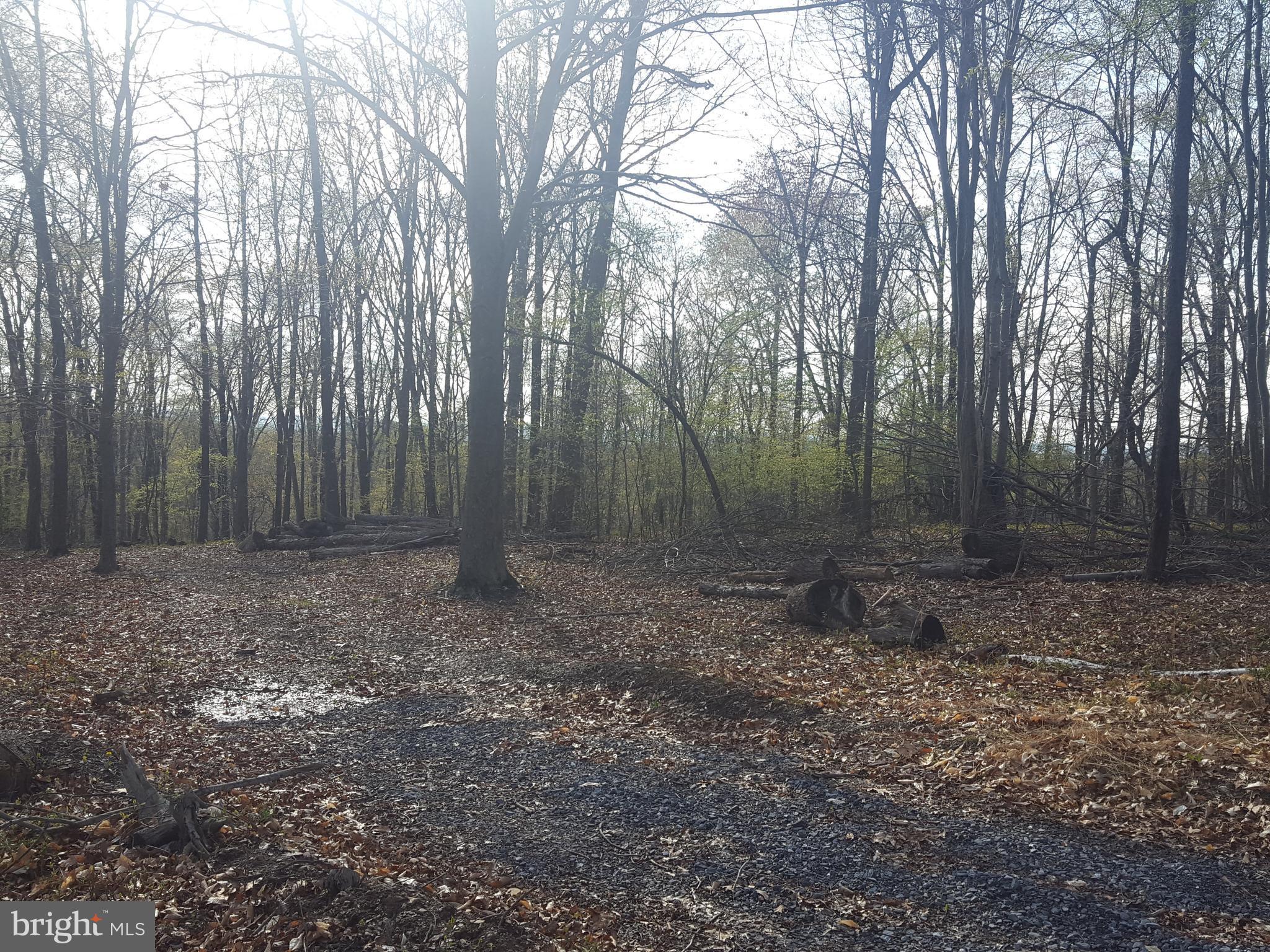 Ball Road Frederick, MD 21704 - Photo 4 of 10 existing gravel driveway to home site