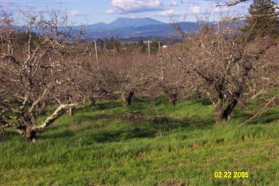 7849 Kennedy Road Sebastopol, CA 95472 - Photo 4 of 4 a view of a yard with a tree