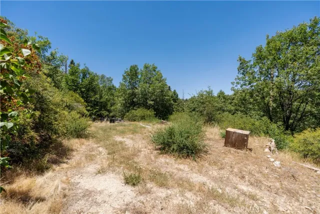 a view of a field with plants and trees