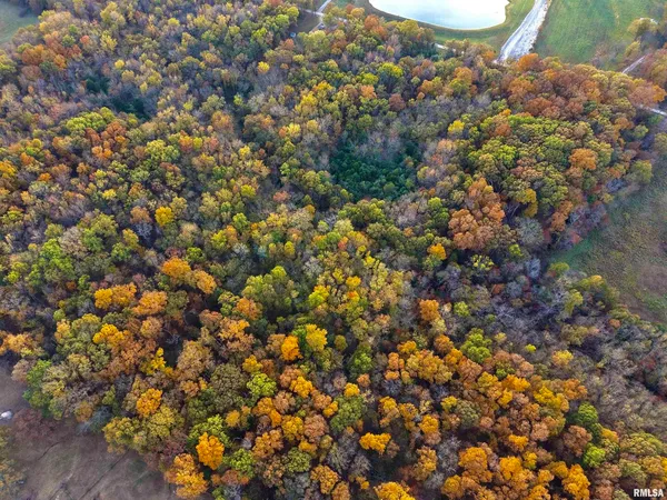 a view of a tree with a plant