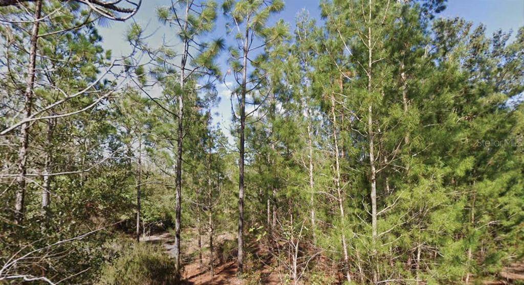 Orchid Drive Interlachen, FL 32148 - Photo 1 of 2 a close up of a plant