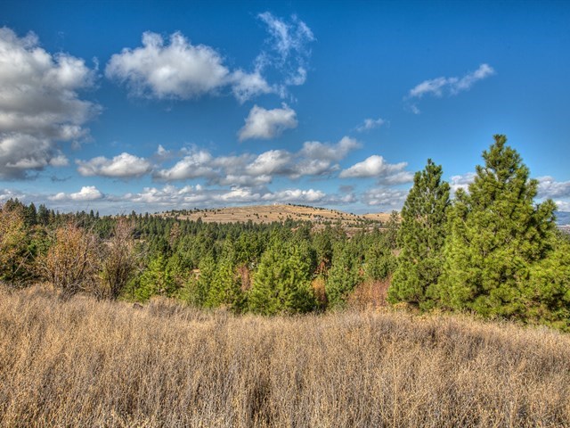 0 South Molter Road Liberty Lake, WA 99019 - Photo 6 of 9 Gallery Image 6