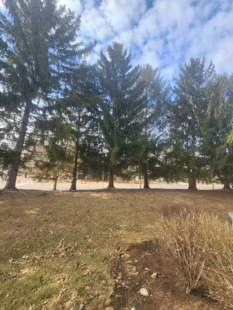 a view of empty trees and yard