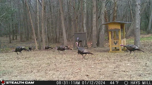 a view of a house with backyard and porch