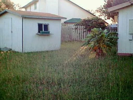 a view of a backyard