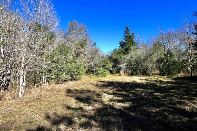 a view of dirt yard with a large tree