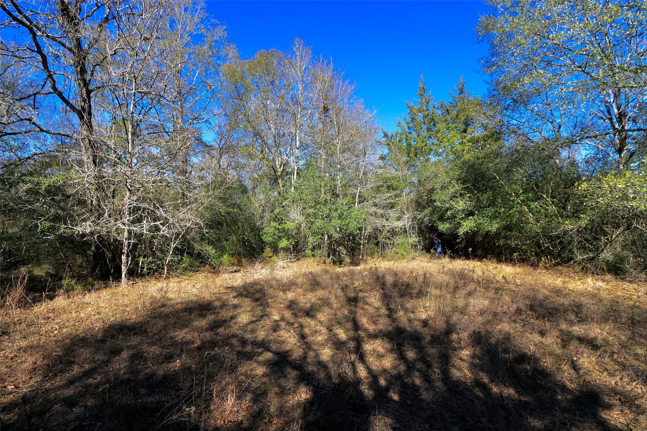 5.003-acres Winding Meadow Road Bedias, TX 77831 - Photo 13 of 23 a view of a forest with trees in the background