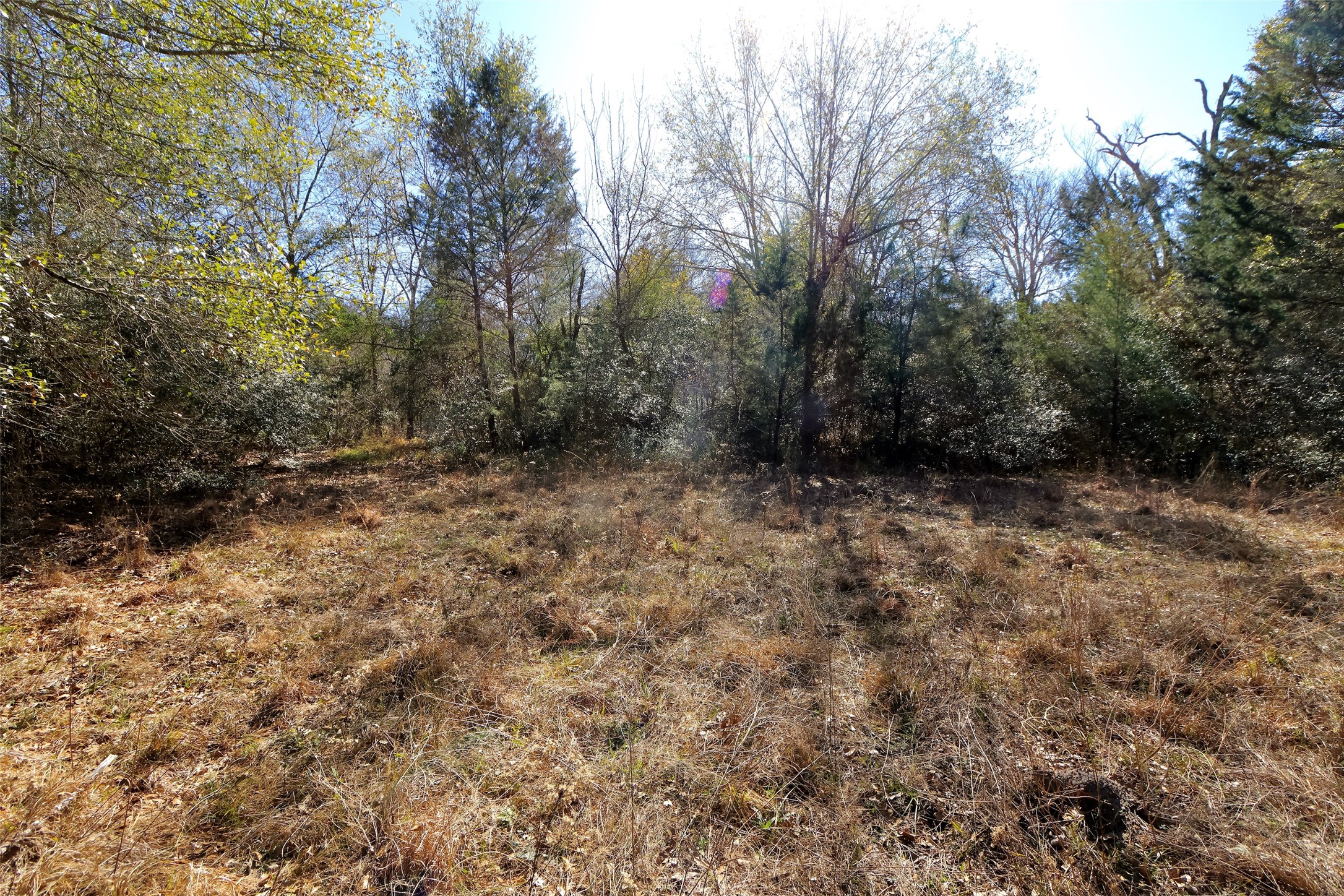 5.003-acres Winding Meadow Road Bedias, TX 77831 - Photo 15 of 23 a view of outdoor space and yard