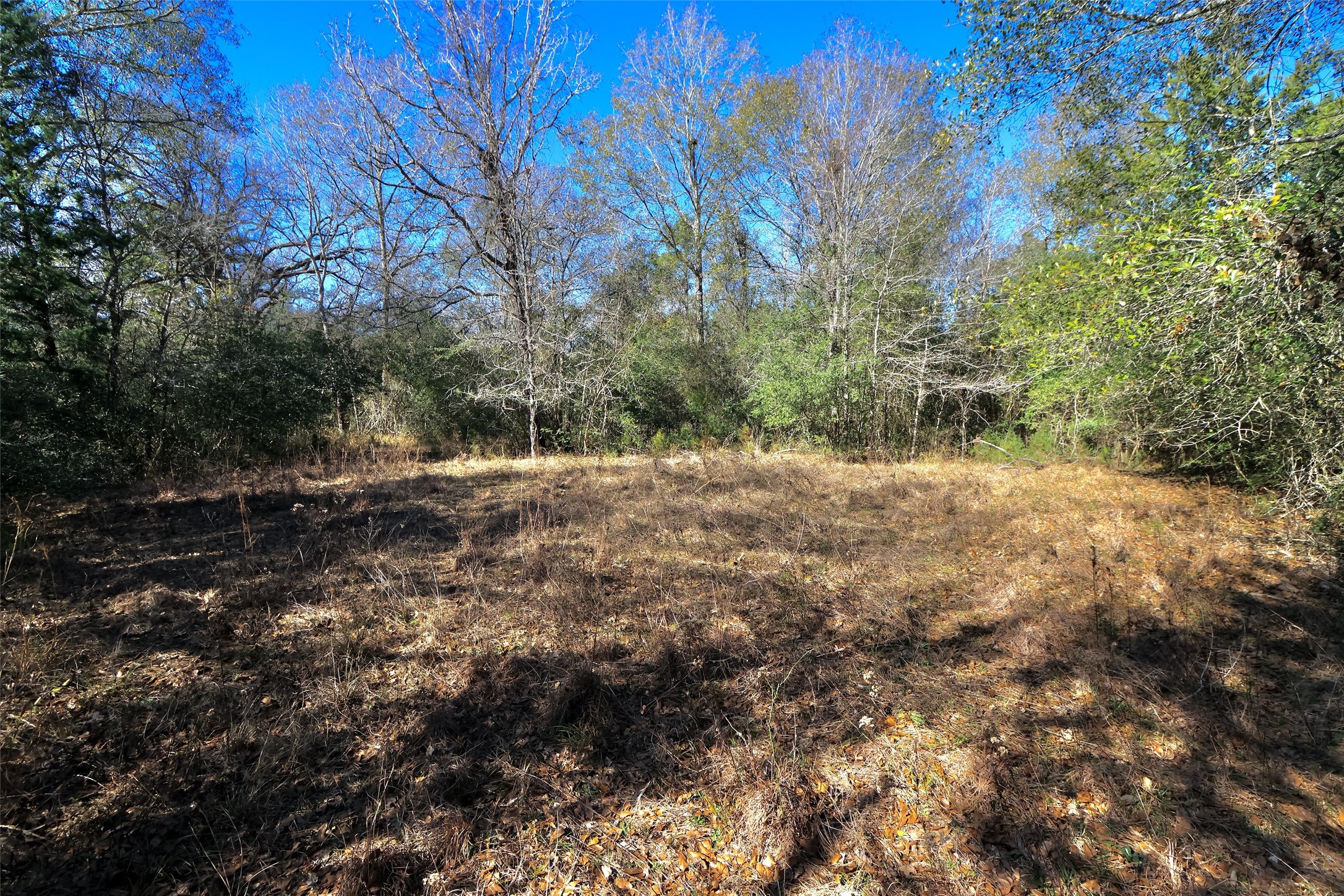 5.003-acres Winding Meadow Road Bedias, TX 77831 - Photo 17 of 23 a view of outdoor space with trees