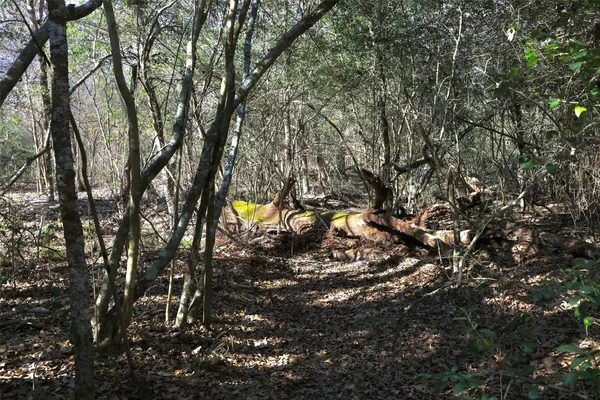 a view of a forest with trees