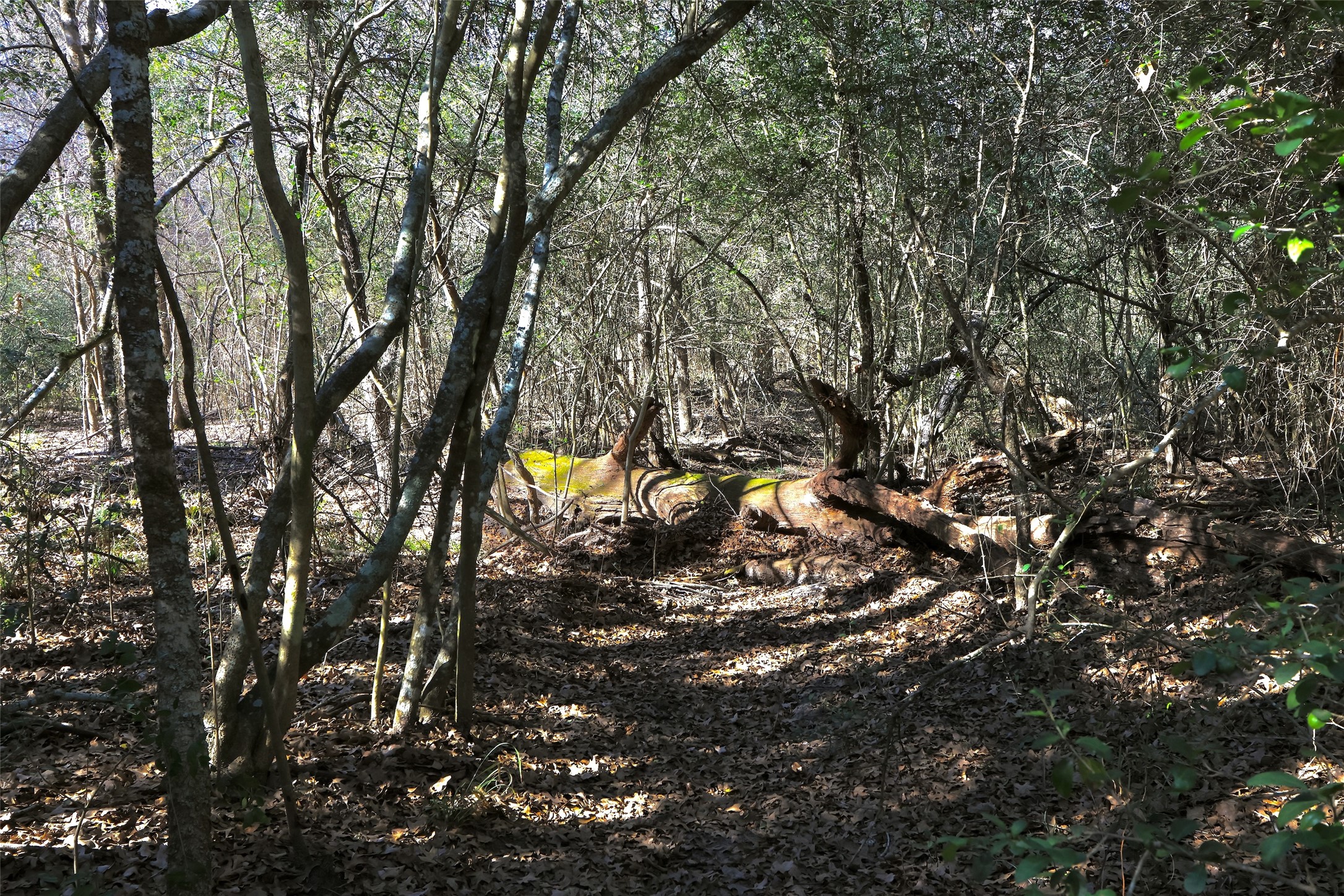 5.003-acres Winding Meadow Road Bedias, TX 77831 - Photo 18 of 23 a view of tree