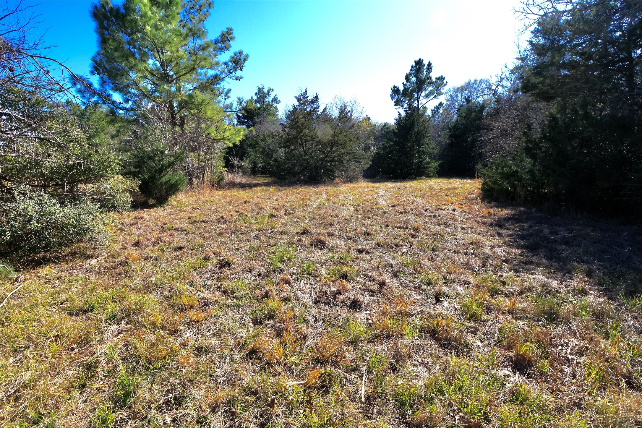 5.003-acres Winding Meadow Road Bedias, TX 77831 - Photo 19 of 23 a view of a yard with a tree
