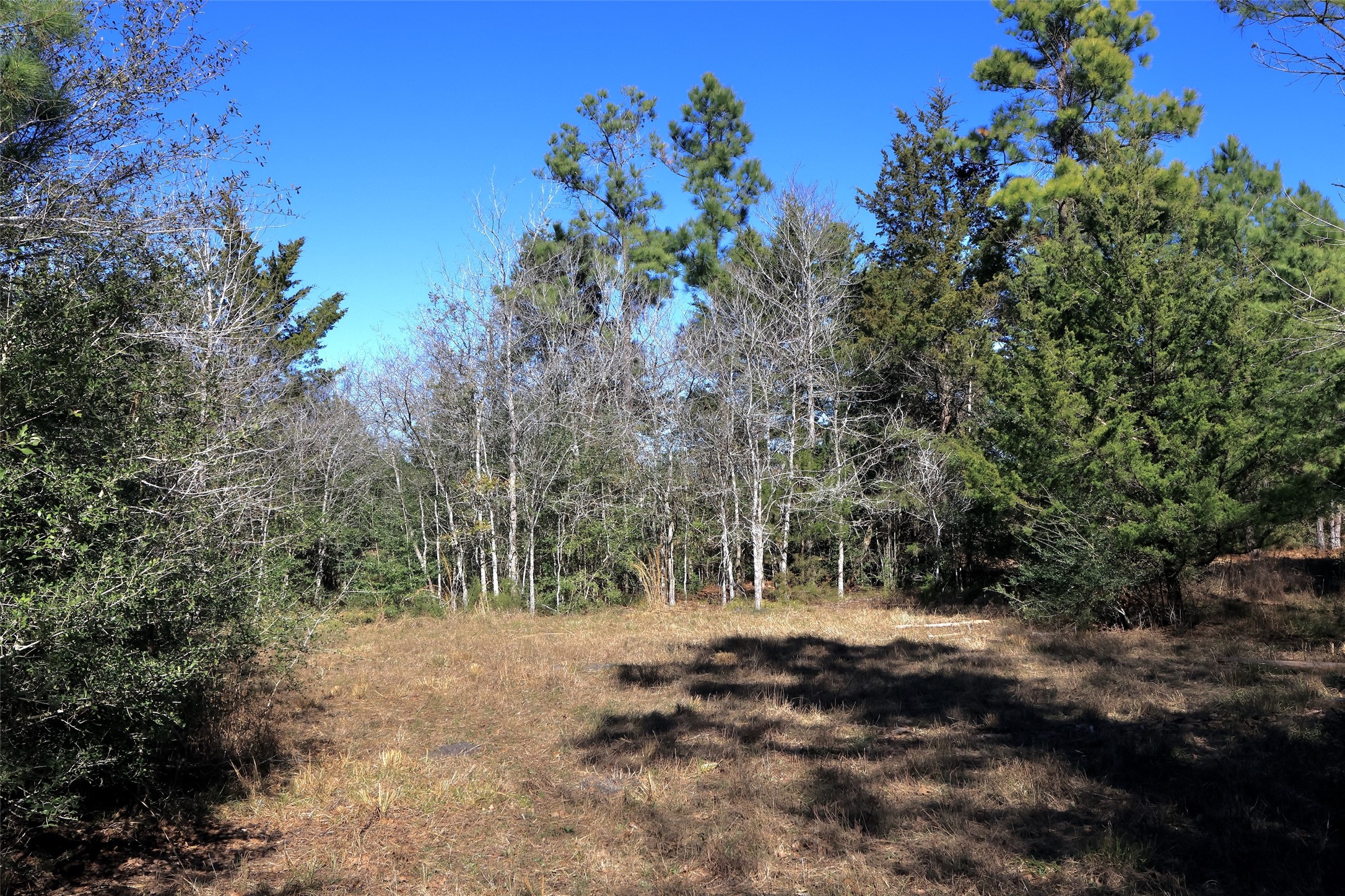 5.003-acres Winding Meadow Road Bedias, TX 77831 - Photo 20 of 23 a view of a forest with trees